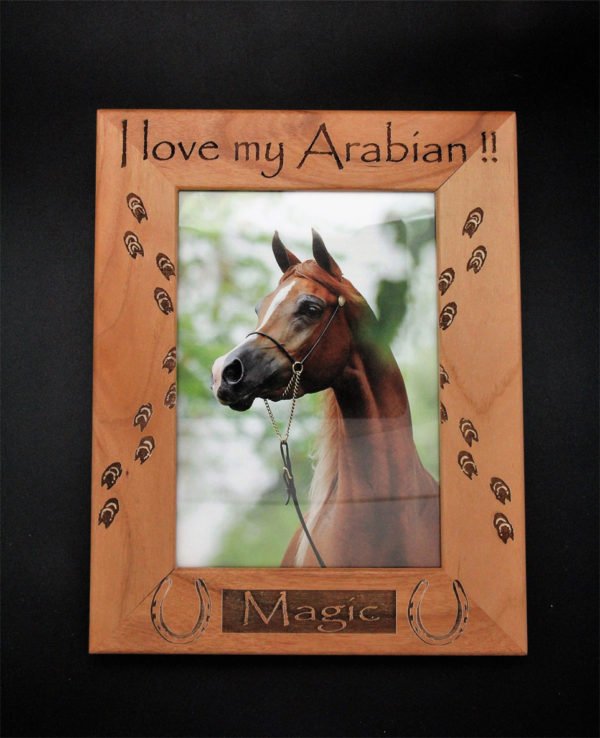 I love my arabian